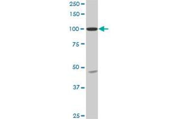 anti-SH3 Domain Containing 19 (SH3D19) (AA 94-203) antibody