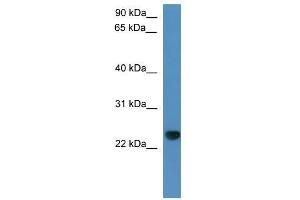 CAPSL antibody  (C-Term)