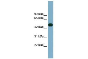 Image no. 1 for anti-Abhydrolase Domain Containing 12 (ABHD12) (Middle Region) antibody (ABIN635357)