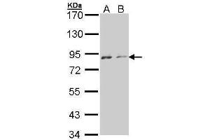 NEK4 antibody  (Internal Region)