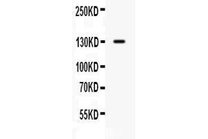 Image no. 4 for anti-CUB Domain Containing Protein 1 (CDCP1) (AA 582-667) antibody (ABIN4886532)