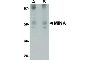 anti-MYC Induced Nuclear Antigen (MINA) (N-Term) antibody