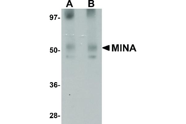 anti-MYC Induced Nuclear Antigen (MINA) (N-Term) antibody