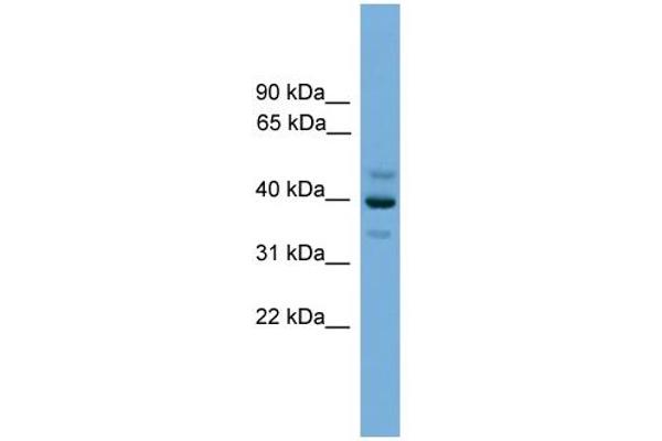 BNIPL antibody  (Middle Region)