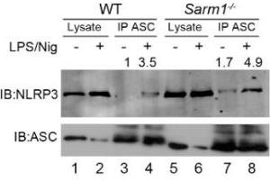 Image no. 1 for anti-NLR Family, Pyrin Domain Containing 3 (NLRP3) (AA 1-93), (Pyrin Domain) antibody (ABIN1169100)