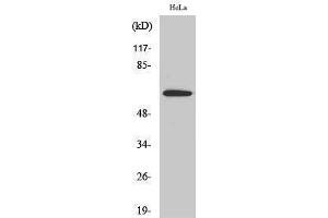Image no. 1 for anti-Shugoshin 1 (SGOL1) (Internal Region) antibody (ABIN3186935)