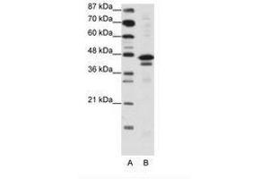 Image no. 1 for anti-Cytosolic Iron-Sulfur Protein Assembly 1 (CIAO1) (AA 251-300) antibody (ABIN6736134)