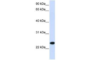 anti-Paired Immunoglobin-Like Type 2 Receptor beta (PILRB) (Middle Region) antibody