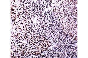 Image no. 1 for anti-V-Myb Myeloblastosis Viral Oncogene Homolog (Avian)-Like 2 (MYBL2) (N-Term) antibody (ABIN3029533)