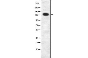 Image no. 1 for anti-Integrin alpha-8 (ITGA8) (C-Term) antibody (ABIN6262683)