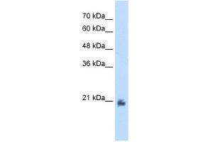 Image no. 1 for anti-Methyltransferase Like 7A (METTL7A) (N-Term) antibody (ABIN2775390)