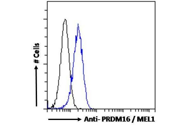 PRDM16 抗体  (C-Term)