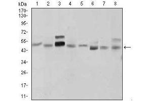 Image no. 1 for anti-Sonic Hedgehog (SHH) (AA 26-161) antibody (ABIN969567)