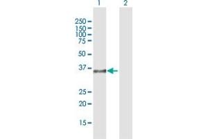 Image no. 1 for anti-Developmental Pluripotency Associated 4 (DPPA4) (AA 1-294) antibody (ABIN949431)
