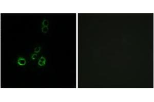 Image no. 2 for anti-Olfactory Receptor, Family 51, Subfamily F, Member 2 (OR51F2) (AA 292-341) antibody (ABIN1536040)