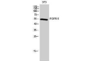Image no. 1 for anti-Fibroblast Growth Factor Receptor-Like 1 (FGFRL1) (Internal Region) antibody (ABIN3184617)