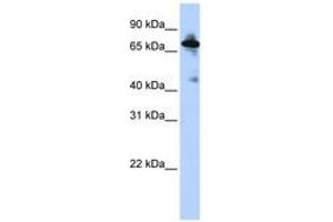 Image no. 1 for anti-Solute Carrier Family 9 (Sodium/hydrogen Exchanger), Member 8 (SLC9A8) (C-Term) antibody (ABIN6740850)