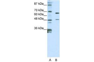 Image no. 1 for anti-Zinc Finger Protein 597 (ZNF597) (N-Term) antibody (ABIN927883)