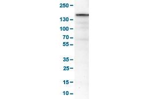 Image no. 1 for anti-MKL/myocardin-Like 2 (MKL2) antibody (ABIN5649338)