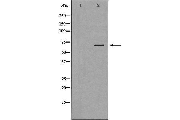F12 antibody  (C-Term)