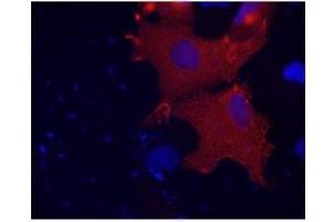 Image no. 1 for anti-Programmed Cell Death 6 Interacting Protein (PDCD6IP) antibody (ABIN1105290)