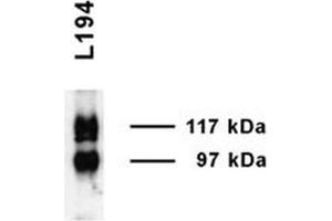 Image no. 1 for anti-Solute Carrier Family 14 (Urea Transporter, Kidney) Member 2 (SLC14A2) (AA 911-929) antibody (APC) (ABIN2486308)