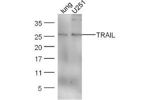 Lane 1: Mouse lung lysates; Lane 2: U251 cell lysates probed with Anti–TRAIL Polyclonal Antibody, Unconjugated  at 1:5000 for 90 min at 37˚C.