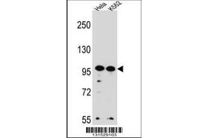 Image no. 1 for anti-WD Repeat Domain 3 (WDR3) (AA 208-236), (N-Term) antibody (ABIN656456)
