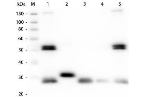 Western Blot of Anti-Rat IgG (H&L) (GOAT) Antibody (Min X Bv Ch Gt GP Ham Hs Hu Ms Rb & Sh Serum Proteins) .