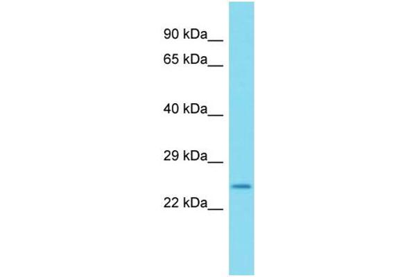 anti-Folliculogenesis Specific Basic Helix-Loop-Helix (FIGLA) (C-Term) antibody