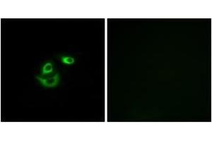 Image no. 2 for anti-Chloride Channel CLIC-Like 1 (CLCC1) (AA 391-440) antibody (ABIN1534765)