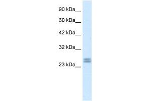 Image no. 2 for anti-Hairy and Enhancer of Split 7 (HES7) (Middle Region) antibody (ABIN2779247)