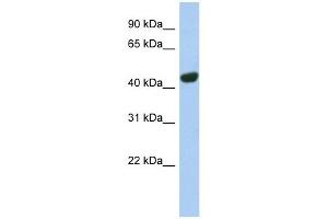 Image no. 1 for anti-Trans-Golgi Network Protein 2 (TGOLN2) (N-Term) antibody (ABIN635967)