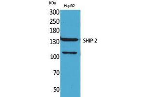 Image no. 2 for anti-Inositol Polyphosphate Phosphatase-Like 1 (INPPL1) (Internal Region) antibody (ABIN3187760)