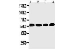 Image no. 2 for anti-Early Growth Response 1 (EGR1) (AA 23-43), (N-Term) antibody (ABIN3043997)