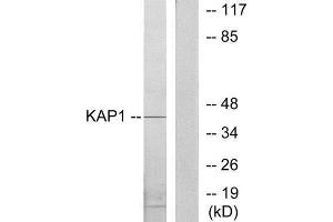 Image no. 1 for anti-Tripartite Motif Containing 28 (TRIM28) (Internal Region) antibody (ABIN1849310)
