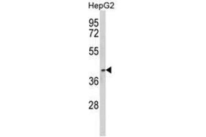 Image no. 1 for anti-Paraoxonase 3 (PON3) (N-Term) antibody (ABIN453785)