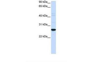 Image no. 1 for anti-Dorsal Root Ganglia Homeobox (DRGX) (N-Term) antibody (ABIN6739206)