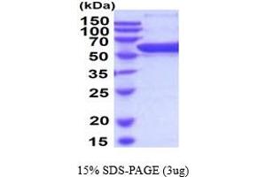 Image no. 1 for Prolyl 4-Hydroxylase, beta Polypeptide (P4HB) (AA 20-509) (Active) protein (His tag) (ABIN5854508)
