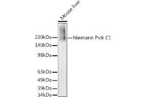 NPC1 抗体