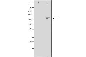 Image no. 1 for anti-MRE11 Meiotic Recombination 11 Homolog A (S. Cerevisiae) (MRE11A) (C-Term) antibody (ABIN6263351)