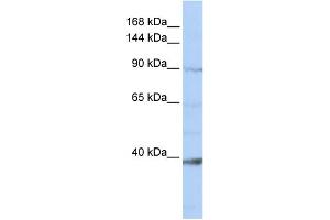NCKAP1L 抗体  (N-Term)