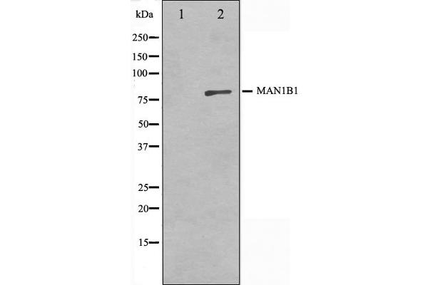 MAN1B1 antibody  (Internal Region)