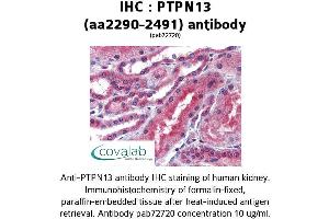 Image no. 2 for anti-Protein tyrosine Phosphatase, Non-Receptor Type 13 (APO-1/CD95 (Fas)-Associated Phosphatase) (PTPN13) (AA 2290-2491) antibody (ABIN2852377)