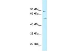 Image no. 1 for anti-Chromosome 3 Open Reading Frame 15 (C3orf15) (AA 81-130) antibody (ABIN6747752)