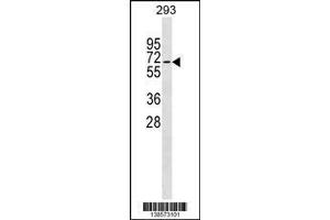 Image no. 2 for anti-Zwilch, Kinetochore Associated, Homolog (ZWILCH) (AA 482-508), (C-Term) antibody (ABIN1537390)