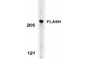 Image no. 1 for anti-CASP8 Associated Protein 2 (CASP8AP2) (C-Term) antibody (ABIN499842)