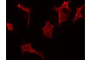 Image no. 2 for anti-Peroxisomal Biogenesis Factor 14 (PEX14) (Internal Region) antibody (ABIN6259331)