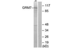 Image no. 1 for anti-Glutamate Receptor, Metabotropic 7 (GRM7) (AA 351-400) antibody (ABIN1535757)