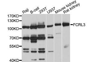 Image no. 1 for anti-Fc Receptor-Like 3 (FCRL3) antibody (ABIN6566937)